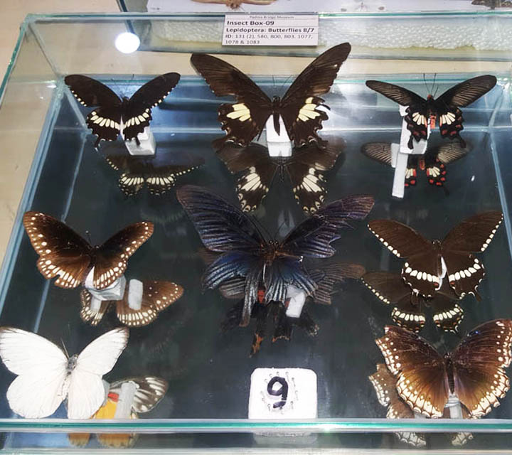 Butterfly Moths