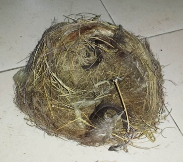 Birds Nests