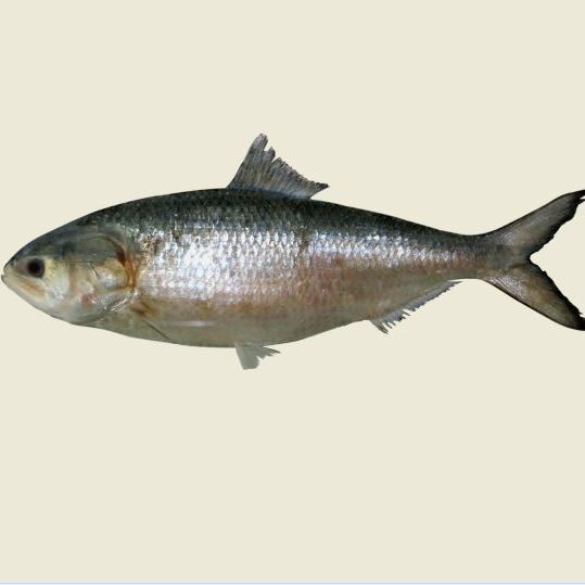 Fishes