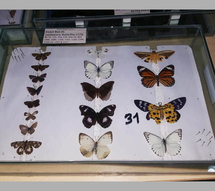 Arthropods 