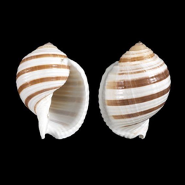 Mollusk