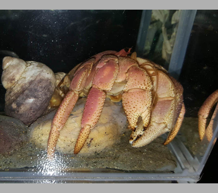 Crustaceans