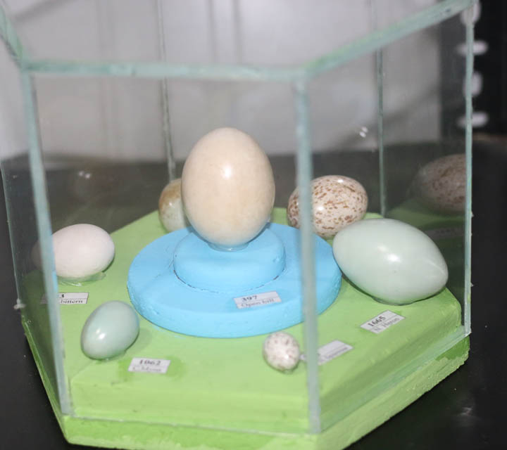 Egg
