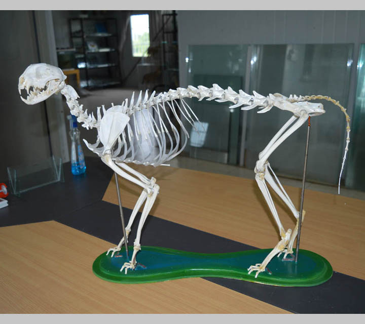 Skeleton
