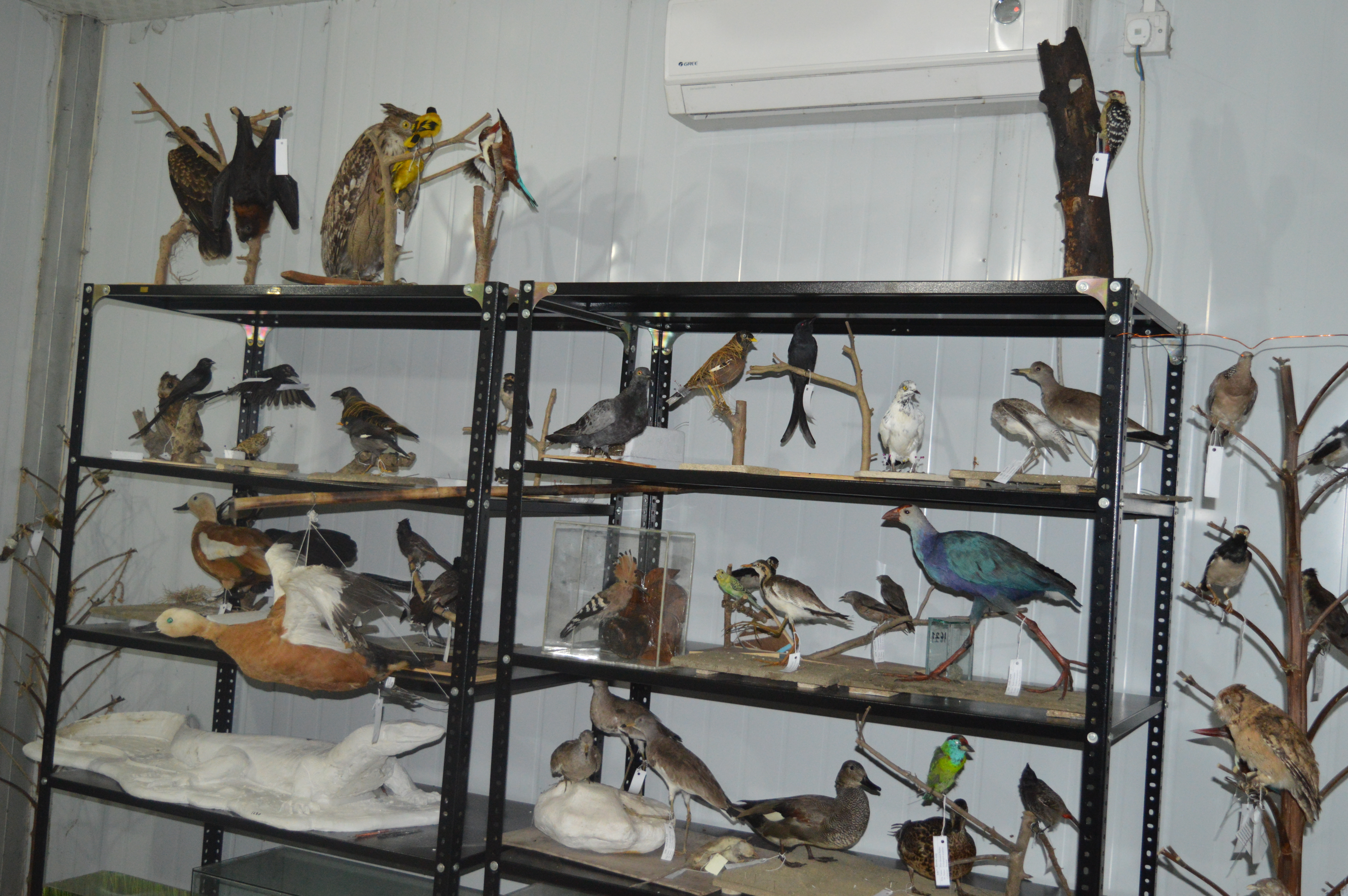 Museum Gallery 