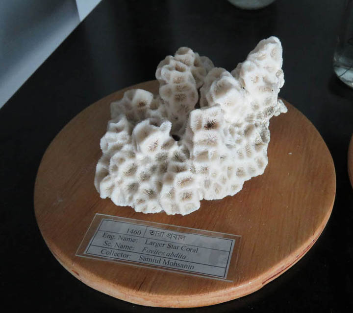 Honeycomb Coral
