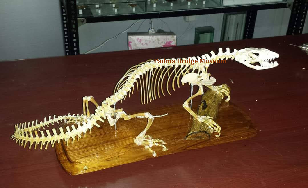 Skeleton of Yellow Monitor Lizard