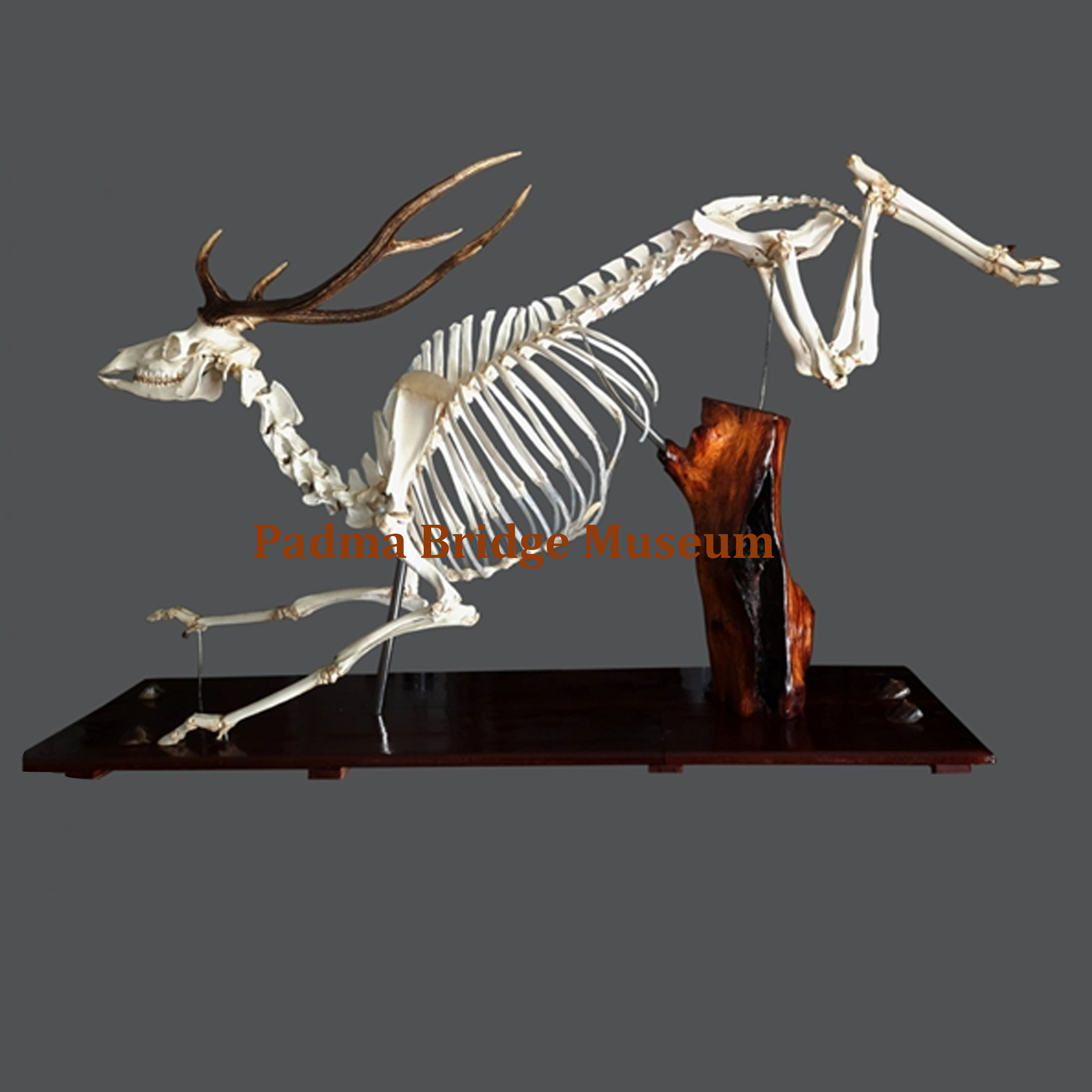 Spotted Deer Skeleton