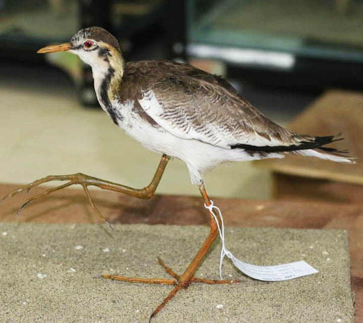Bronze-winged Jacana (baby)