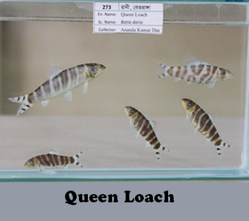 Queen Loach