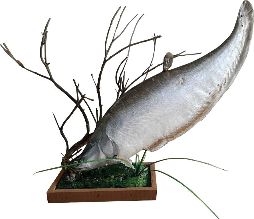 Knifefish or Chitol