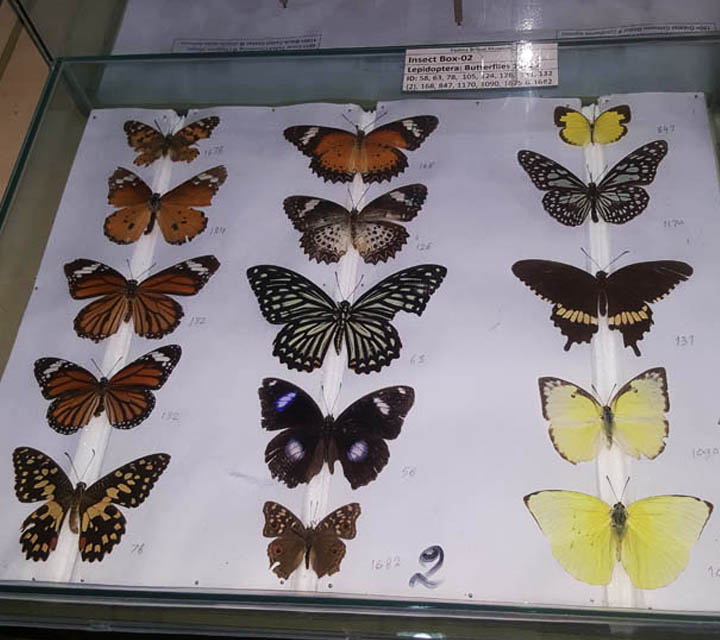 Butterfly Moths collection