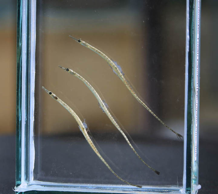 Deocata Pipefish / Crocodile Toothpick