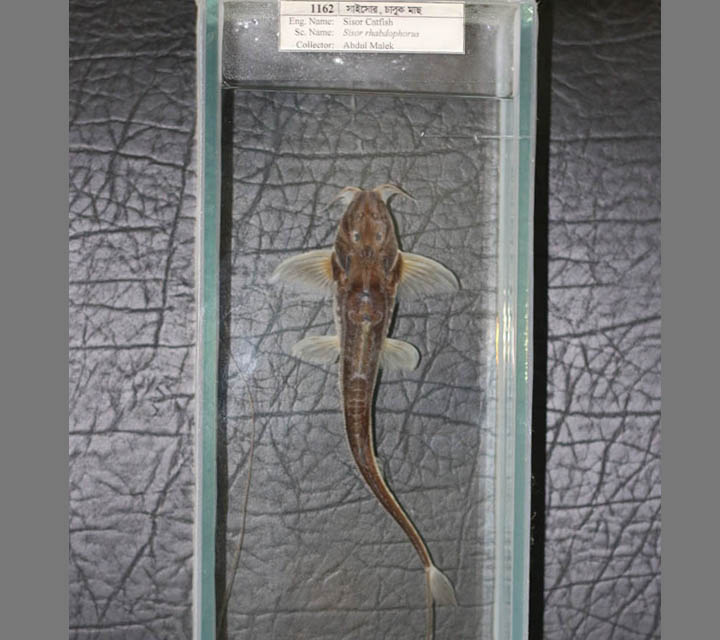 Sisor Catfish