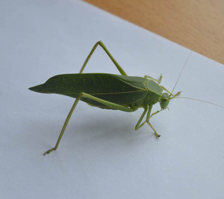 Leafhopper