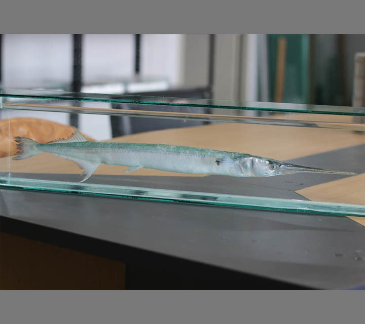 Garfish