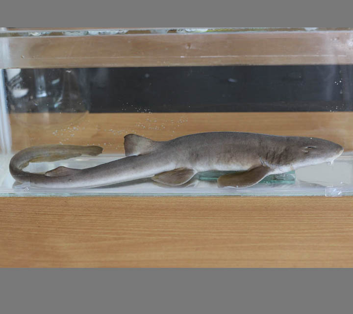 Bamboo Shark