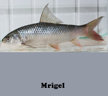 Mrigal Carp