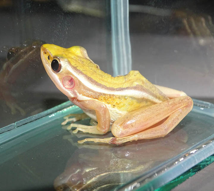 Amphibian collection 