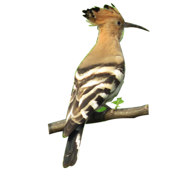 Common Hoopoe