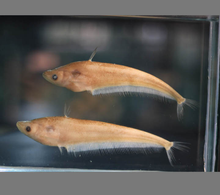 Pabda Catfish