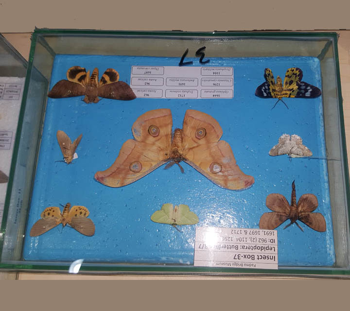 Butterfly Moths collection