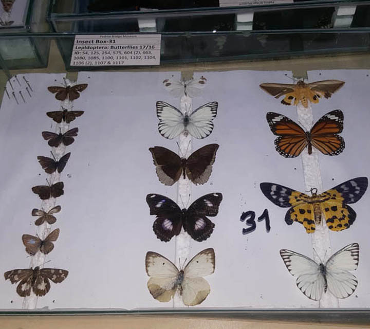 Butterfly Moths collection