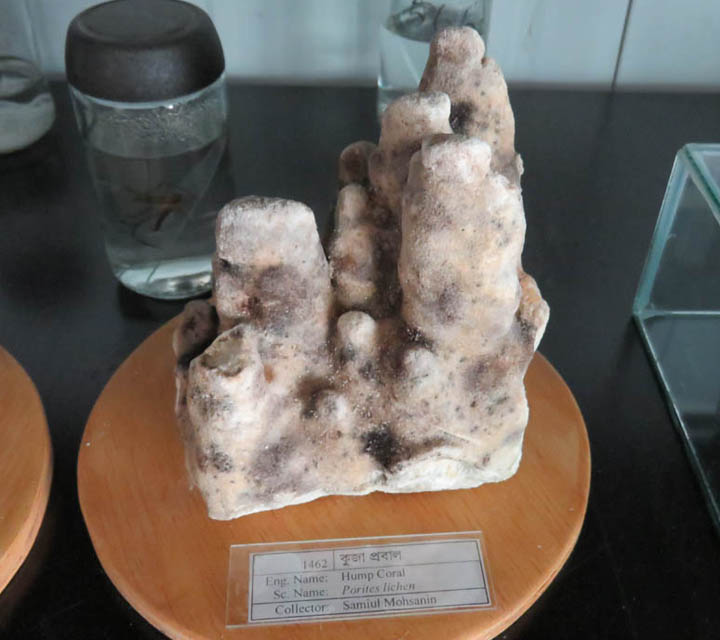 Coral