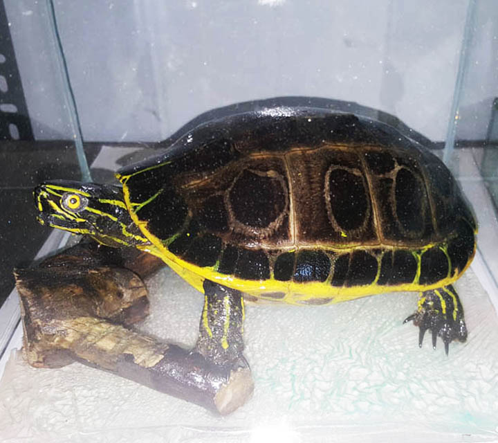 Reptiles collection