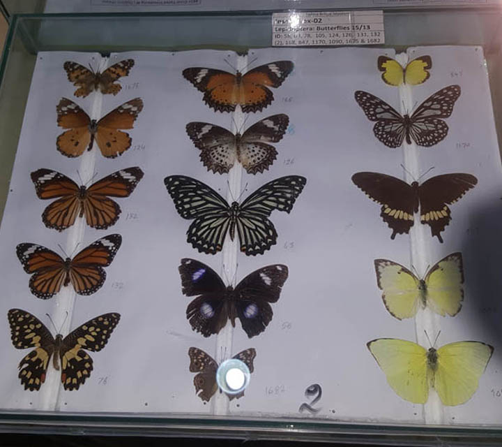 Butterfly Moths collection